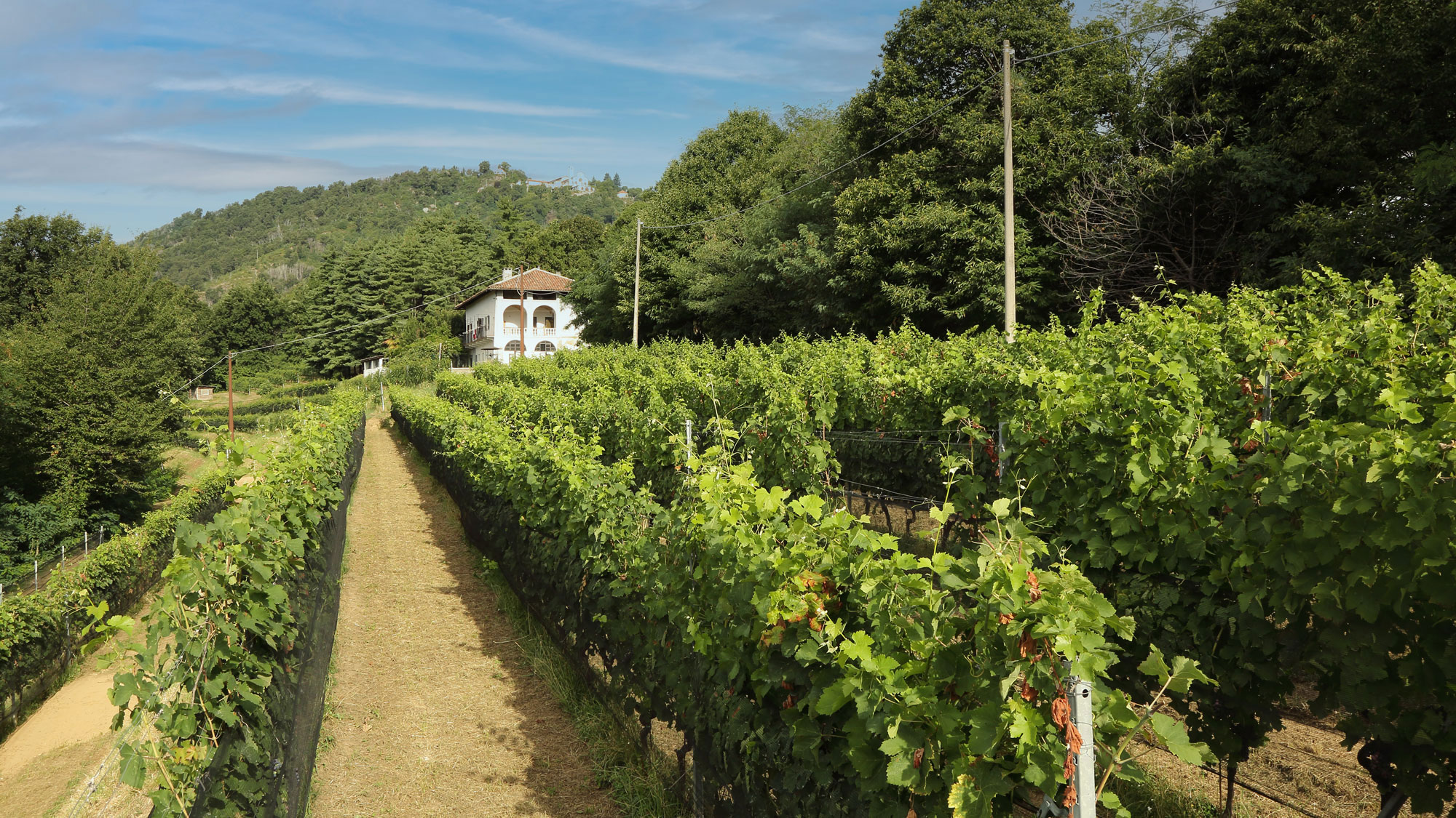 Terre-del-Creario-azienda_05