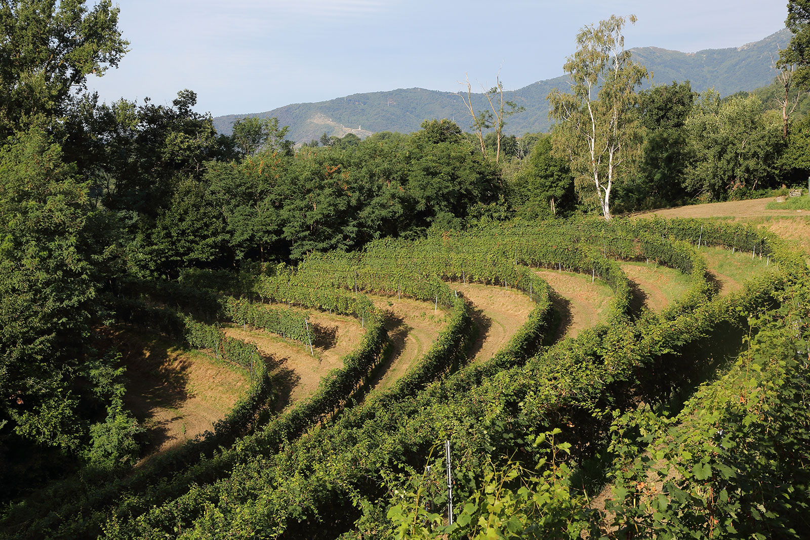 Terre-del-Creario-vigneti-vigne-di-sopra